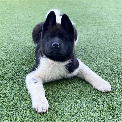 Locations Where Akita Puppies are Available in Houston. . Akita for sale near me